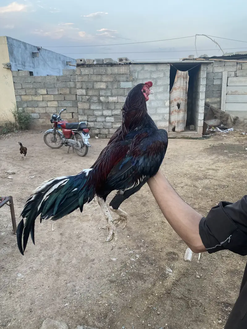 Aseel Murgah for sale — photo 4
