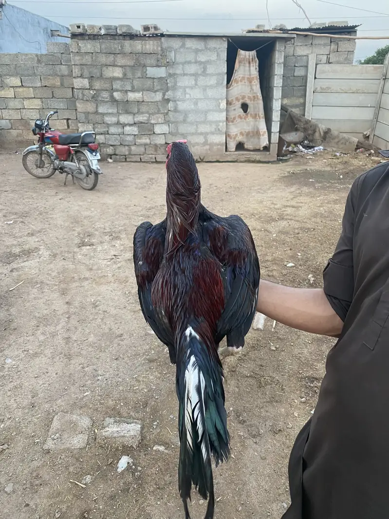 Aseel Murgah for sale — photo 5