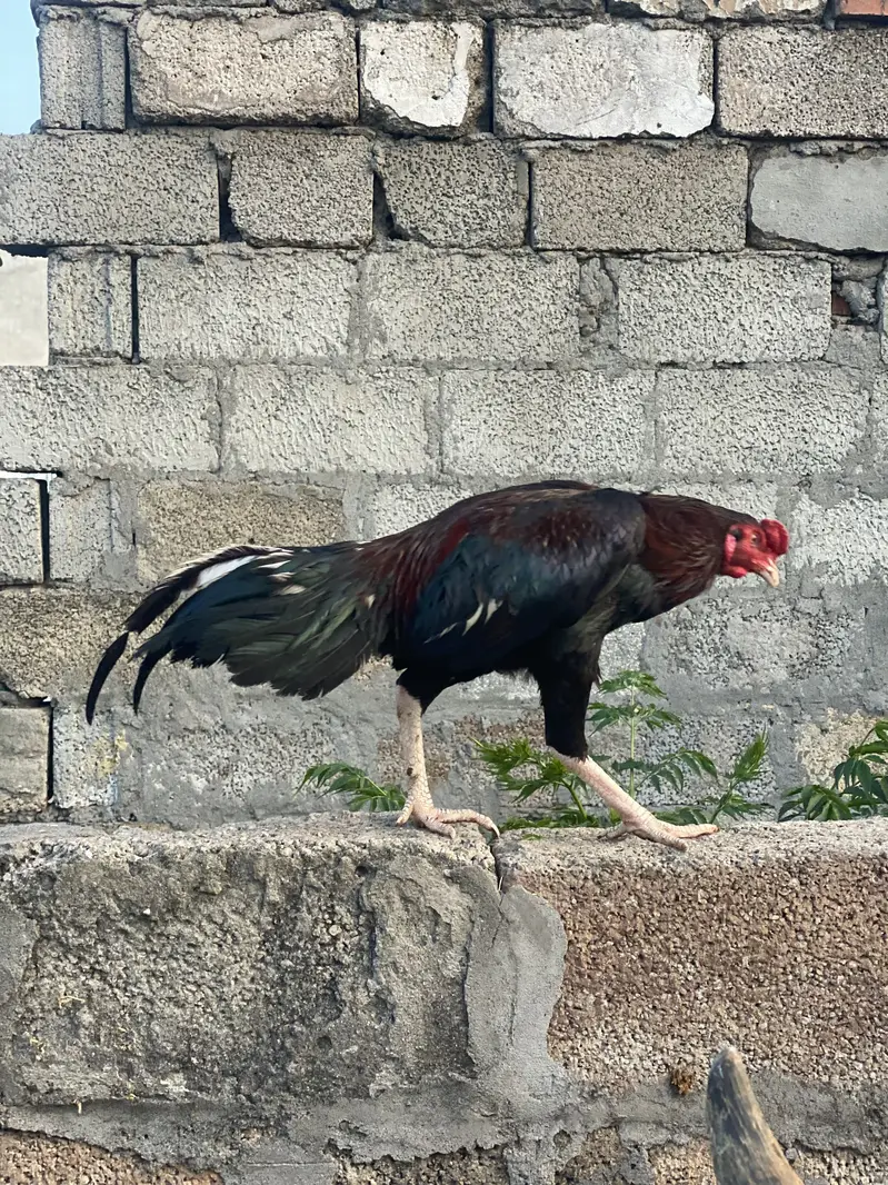 Aseel Murgah for sale — photo 6