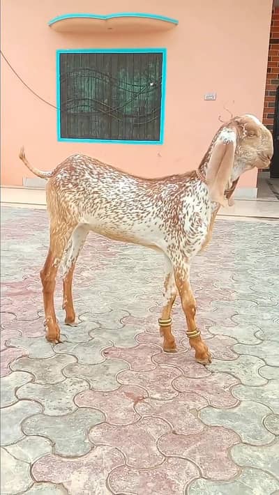 Beautiful Makhi Cheeni Pat Goat – Healthy & Attractive/03265448901