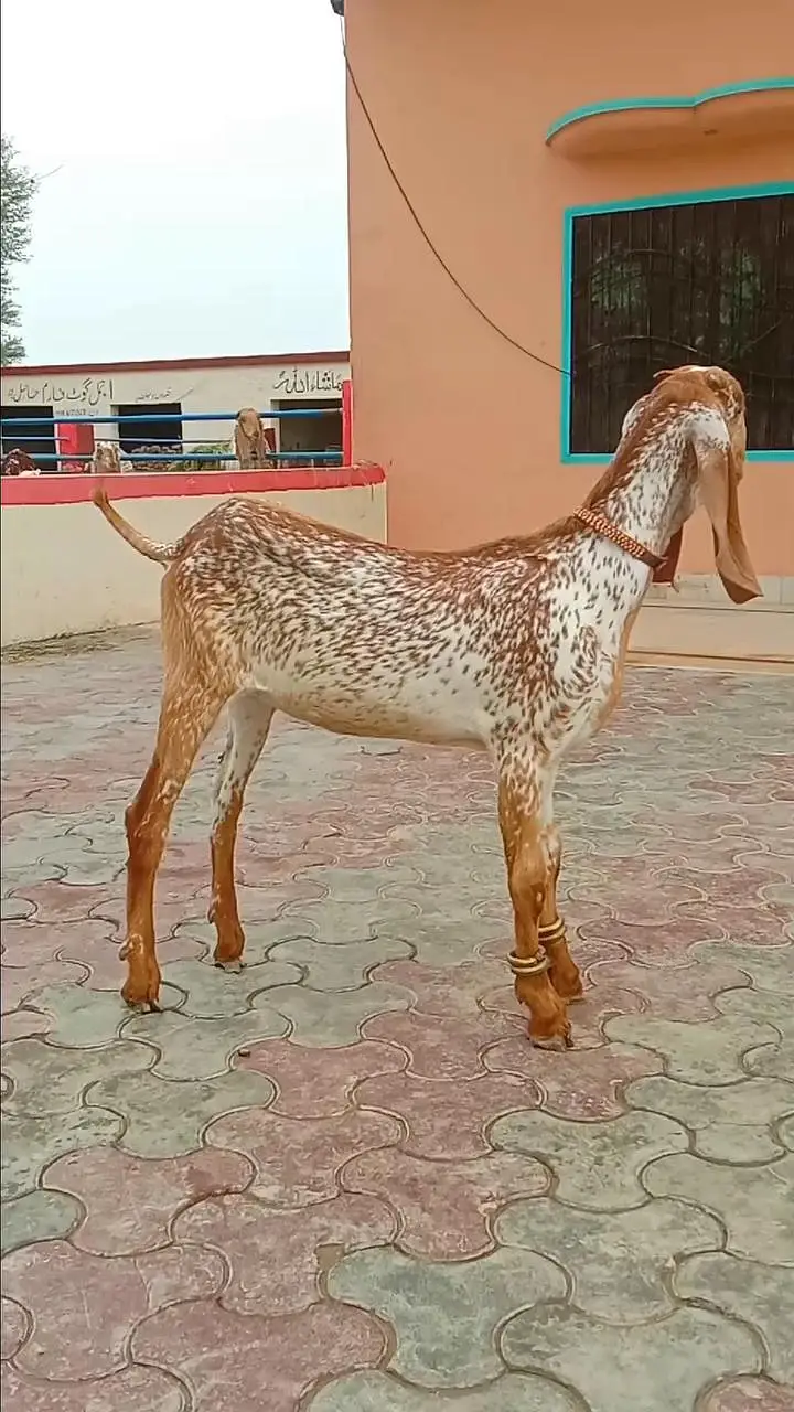 Beautiful Makhi Cheeni Pat Goat – Healthy & Attractive/03265448901 — photo 2