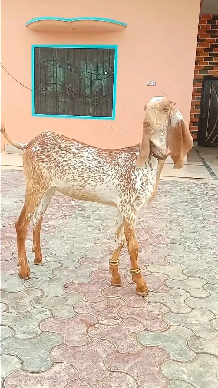 Beautiful Makhi Cheeni Pat Goat – Healthy & Attractive/03265448901 — photo 3