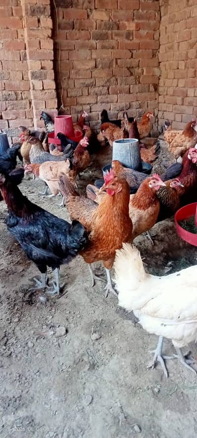 gar ki Pali hoi health and Activ golden misri hen