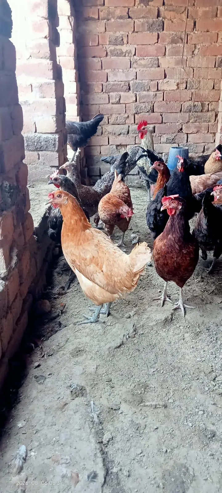 gar ki Pali hoi health and Activ golden misri hen — photo 2