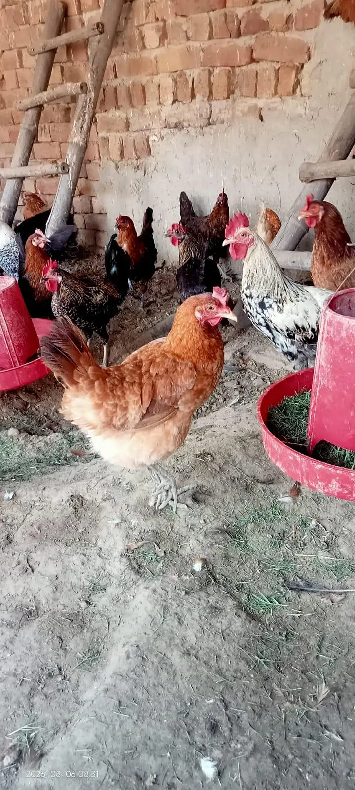 gar ki Pali hoi health and Activ golden misri hen — photo 3