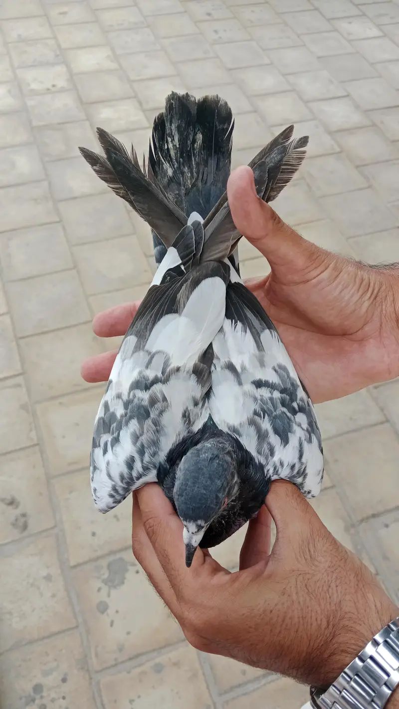 High flyer phatha — photo 2