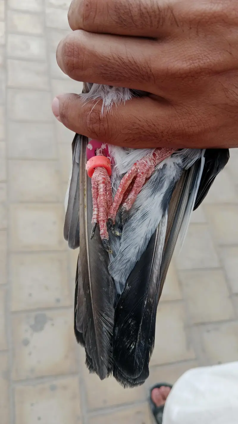 High flyer phatha — photo 3