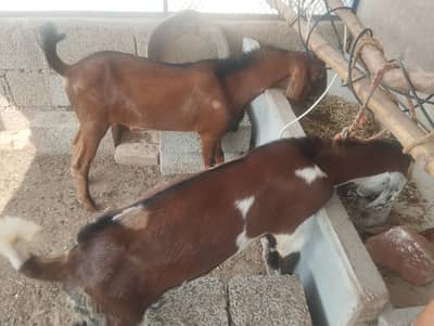 male goat pair (5 months)