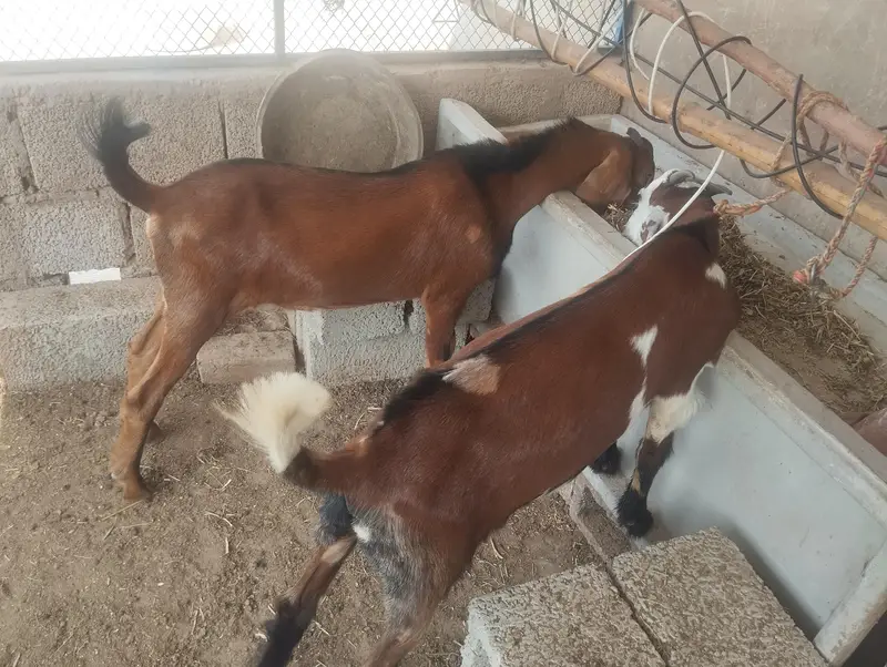 male goat pair (5 months) — photo 2