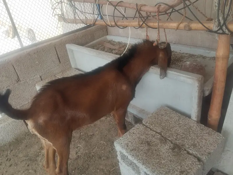 male goat pair (5 months) — photo 3