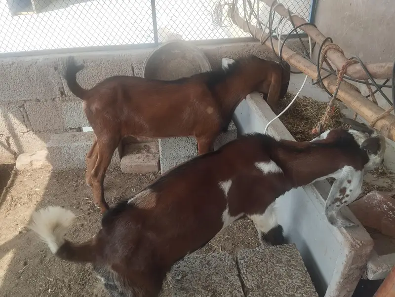 male goat pair (5 months) — photo 4