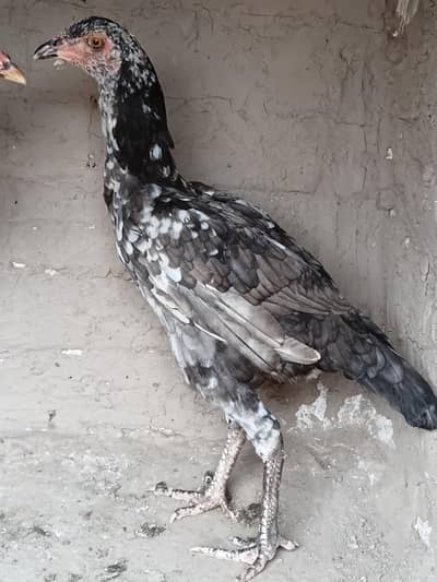 Aseel madi or patha for sale 03316427993 watsapp