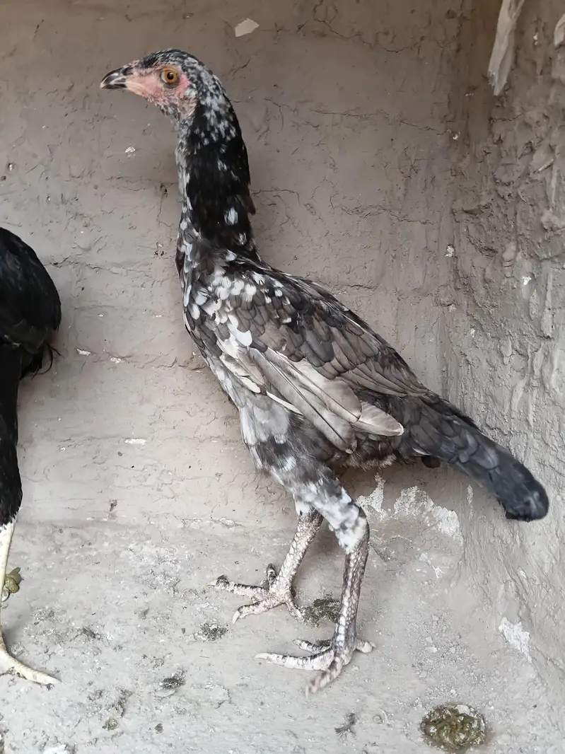 Aseel madi or patha for sale 03316427993 watsapp — photo 2