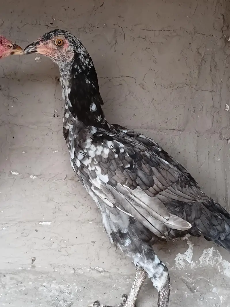 Aseel madi or patha for sale 03316427993 watsapp — photo 3
