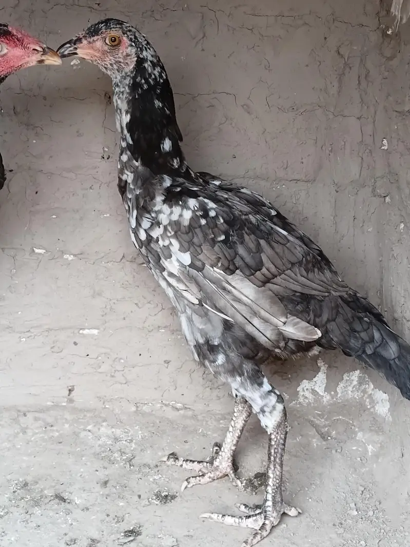 Aseel madi or patha for sale 03316427993 watsapp — photo 4