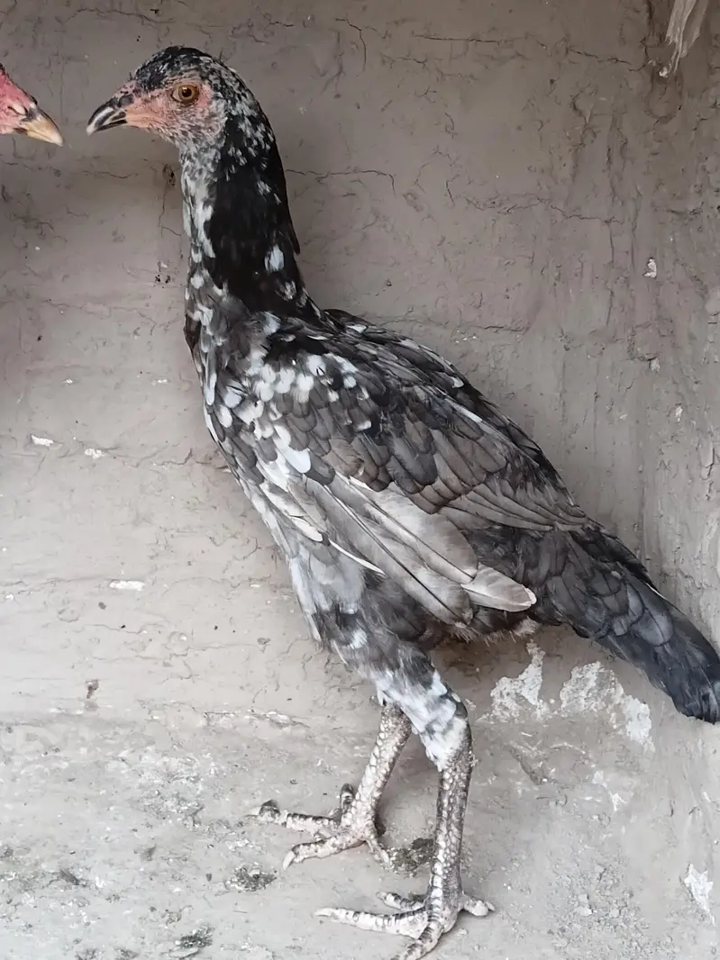 Aseel madi or patha for sale 03316427993 watsapp — photo 5