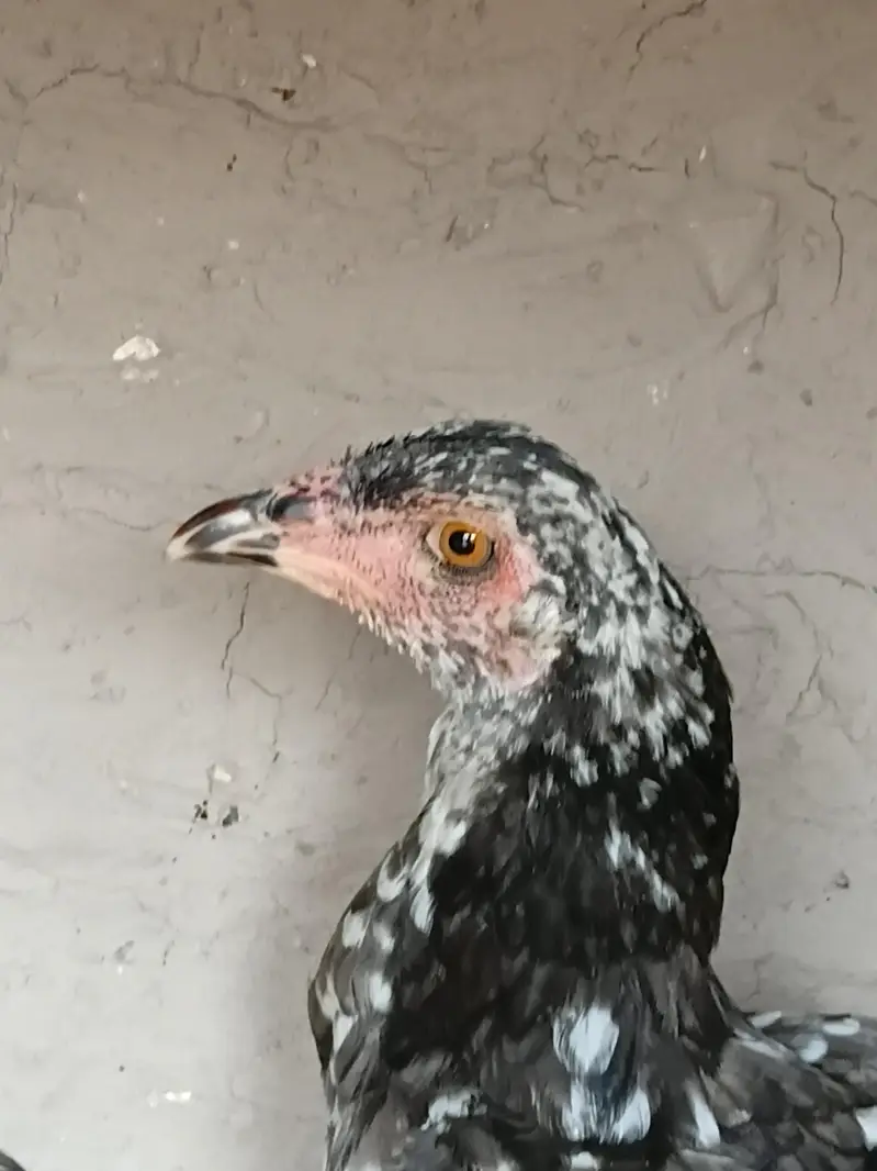Aseel madi or patha for sale 03316427993 watsapp — photo 8