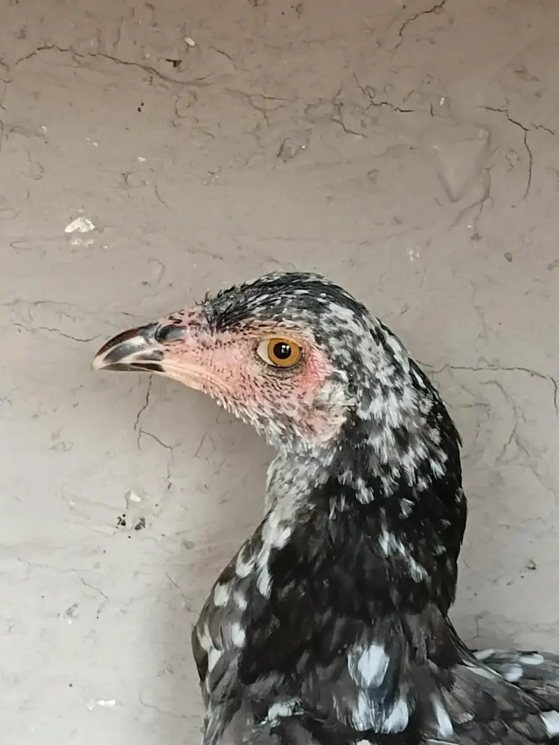 Aseel madi or patha for sale 03316427993 watsapp — photo 9