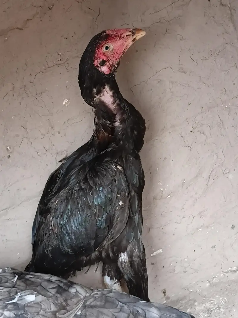Aseel madi or patha for sale 03316427993 watsapp — photo 10