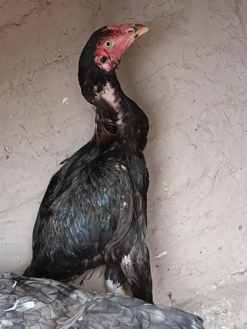 Aseel madi or patha for sale 03316427993 watsapp — photo 11