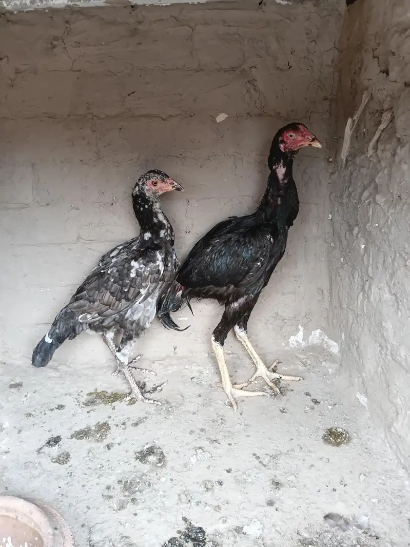 Aseel madi or patha for sale 03316427993 watsapp — photo 12