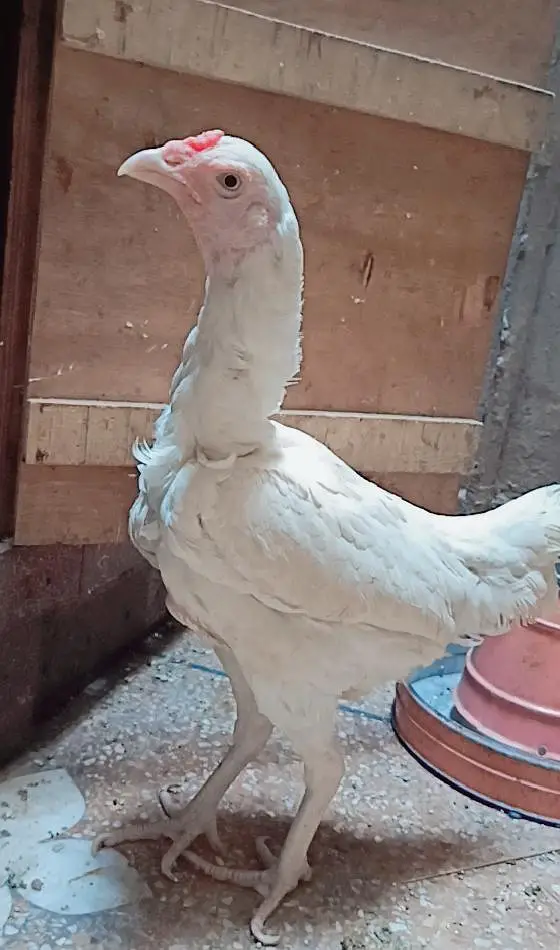 Aseel Heera Hen — photo 3