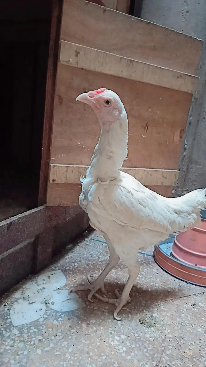 Aseel Heera Hen — photo 4