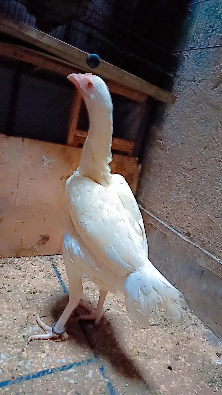 Aseel Heera Hen — photo 5