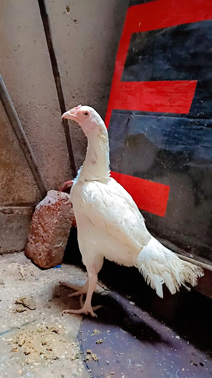 Aseel Heera Hen — photo 6