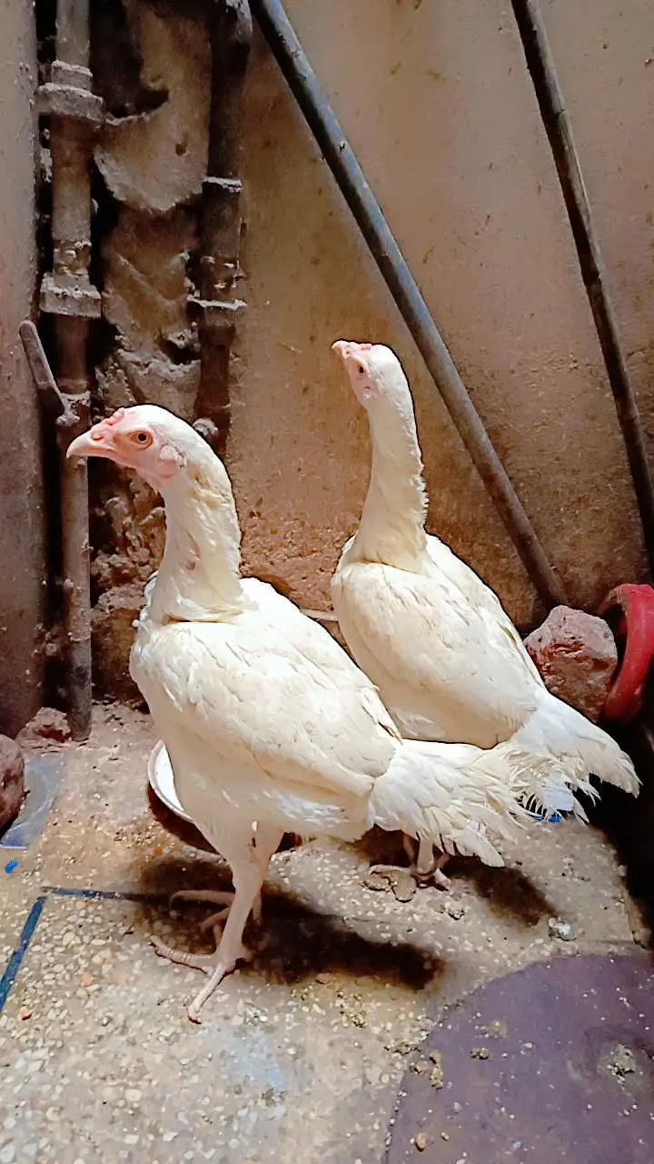 Aseel Heera Hen — photo 7