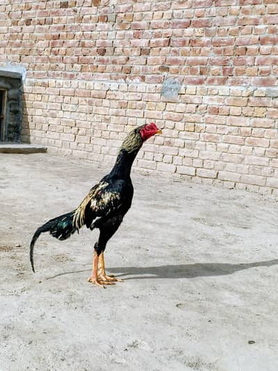 sawa aseel murga for sale high quality long hight
