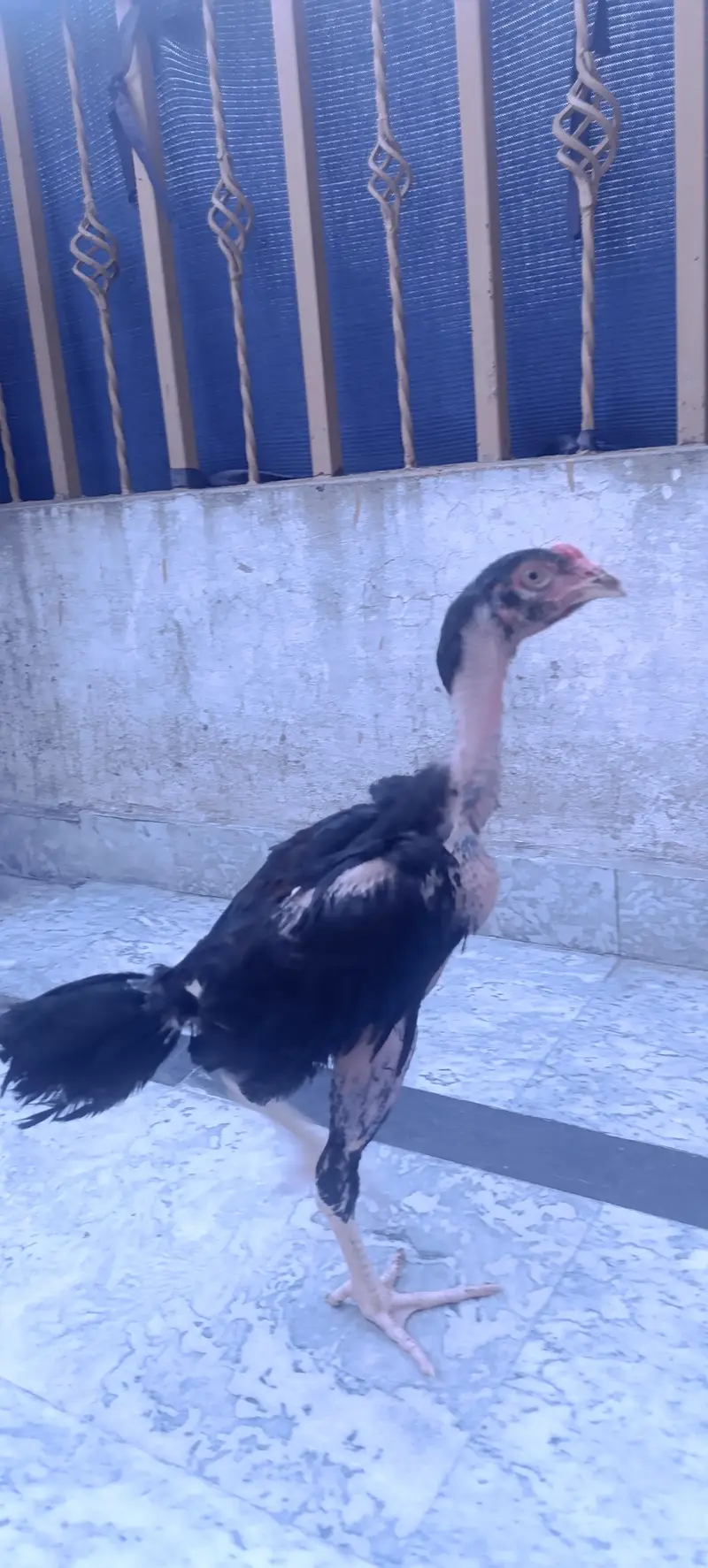 5 Months Madagascar / Naked Neck Aseel Pata & Jawa Mianwali Phati — photo 3
