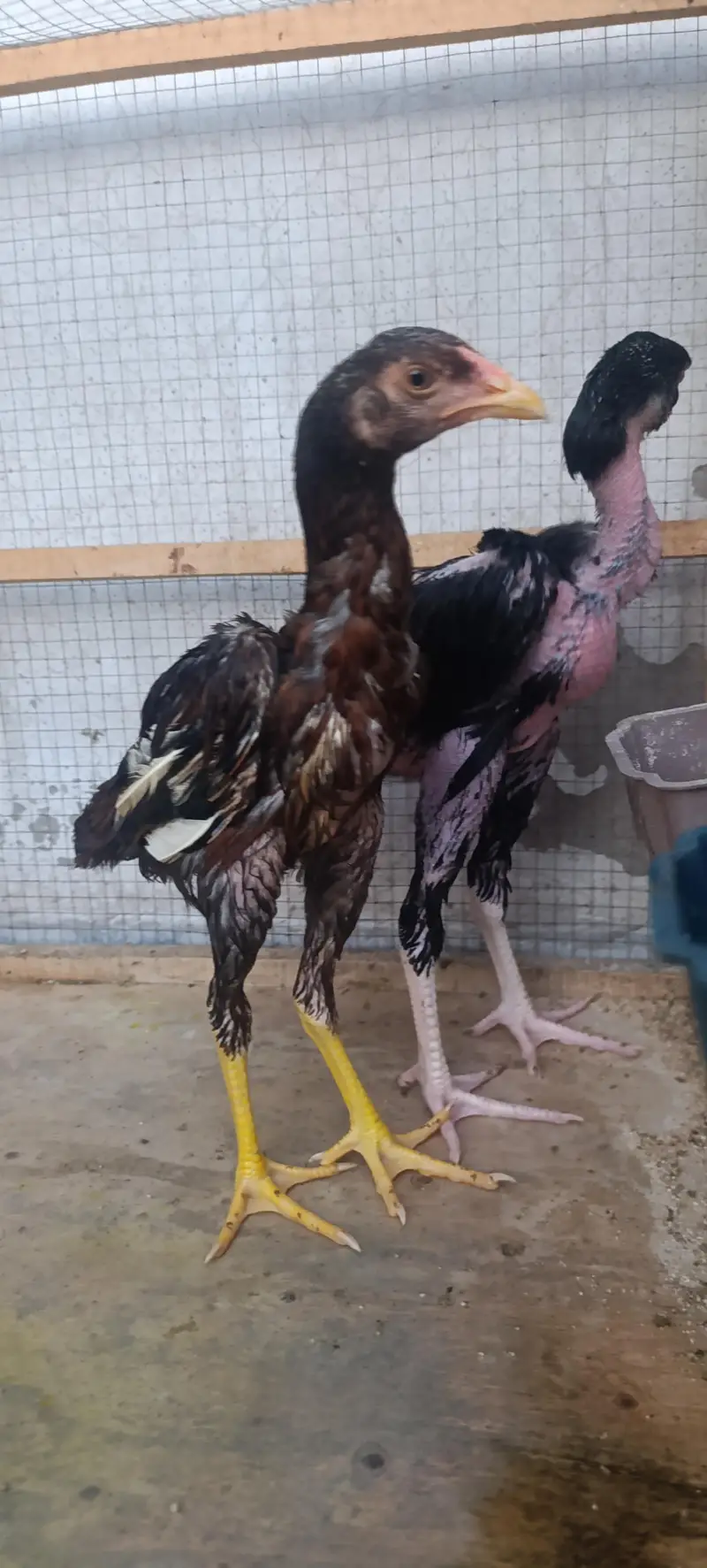 5 Months Madagascar / Naked Neck Aseel Pata & Jawa Mianwali Phati — photo 7