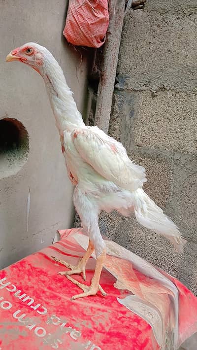 White king shamo 4 months old male for sale.