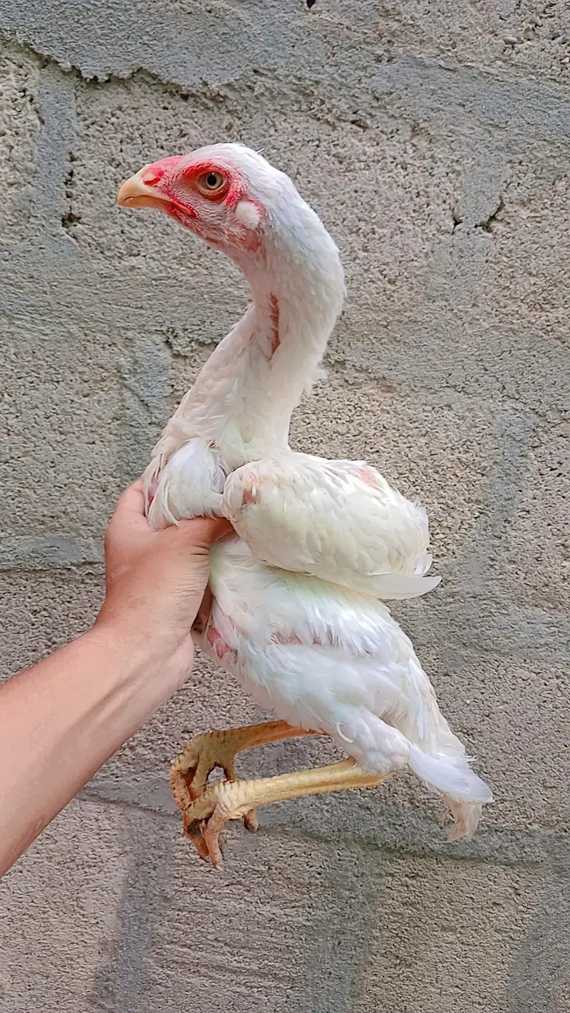 White king shamo 4 months old male for sale. — photo 3