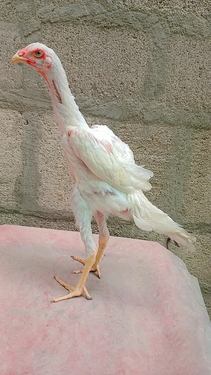 White king shamo 4 months old male for sale. — photo 4