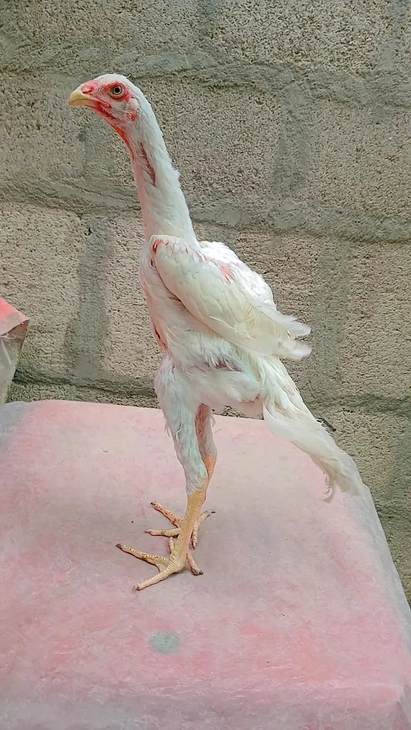 White king shamo 4 months old male for sale. — photo 5