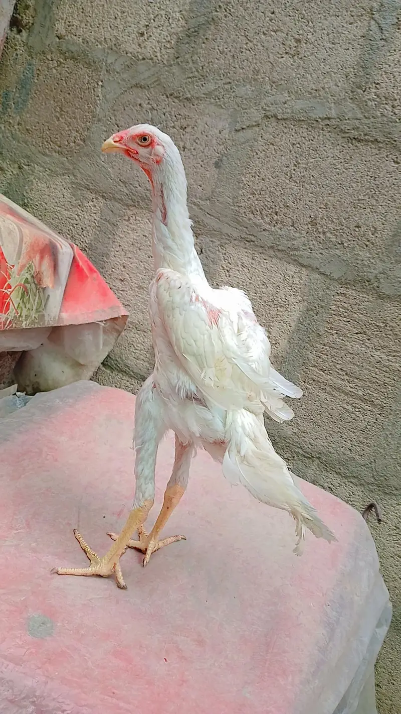 White king shamo 4 months old male for sale. — photo 6
