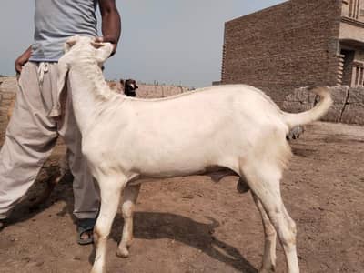 desi Bakra for Sale +349-070-49-21