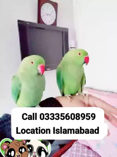Single 5,500 Hand Tamed Friendly Green Ring Neck Male/Female Parrot's