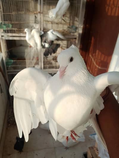 3 Jori Fancy Kabutar + Pinjra | Safed Fan Tail Pigeons
