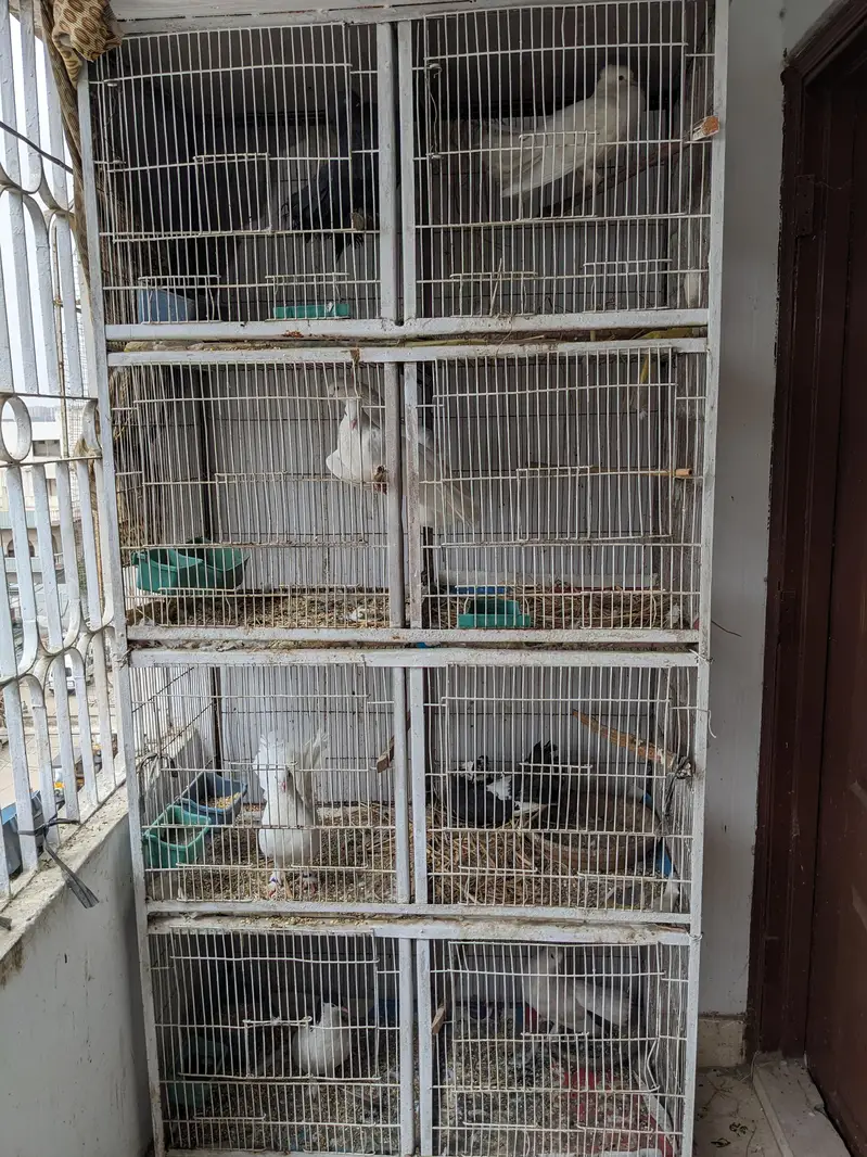 3 Jori Fancy Kabutar + Pinjra | Safed Fan Tail Pigeons — photo 2