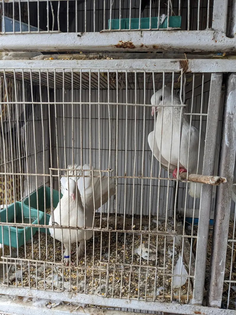 3 Jori Fancy Kabutar + Pinjra | Safed Fan Tail Pigeons — photo 3