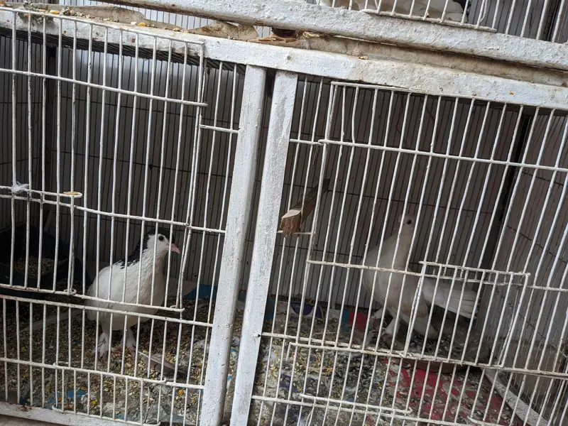 3 Jori Fancy Kabutar + Pinjra | Safed Fan Tail Pigeons — photo 4