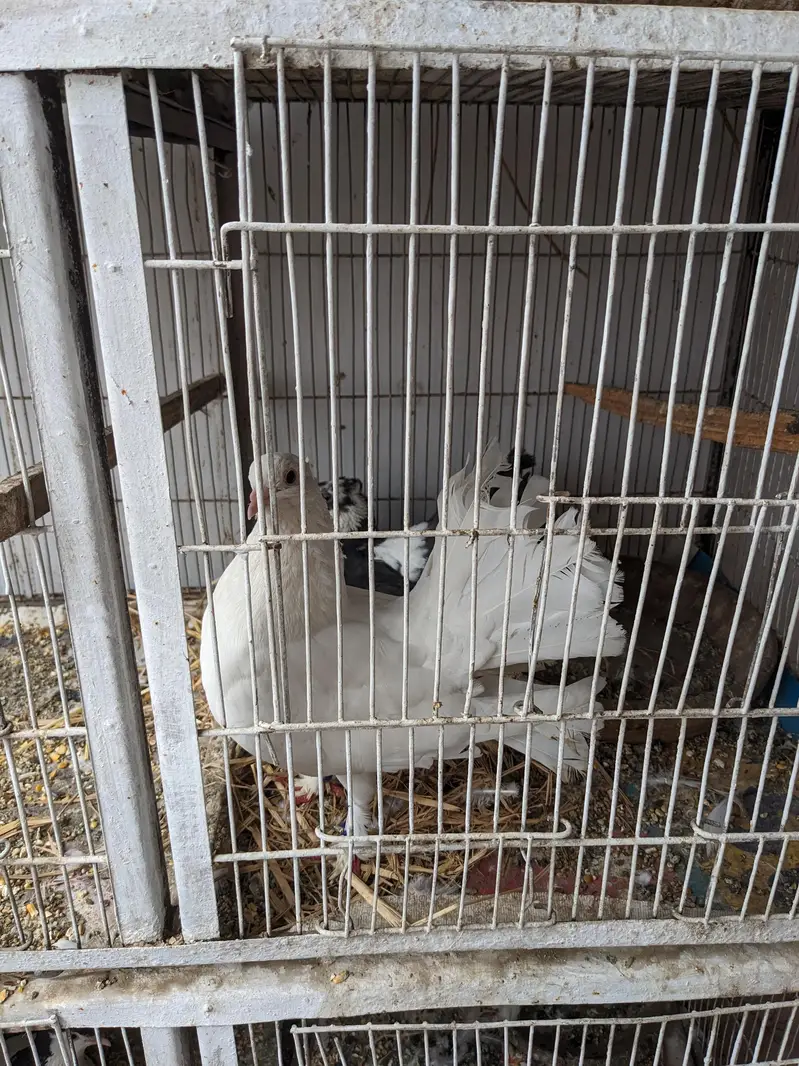 3 Jori Fancy Kabutar + Pinjra | Safed Fan Tail Pigeons — photo 5
