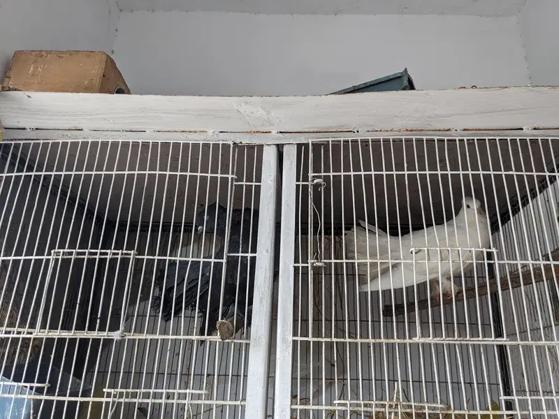 3 Jori Fancy Kabutar + Pinjra | Safed Fan Tail Pigeons — photo 6