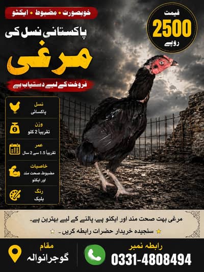 aseel murgiyn for sale