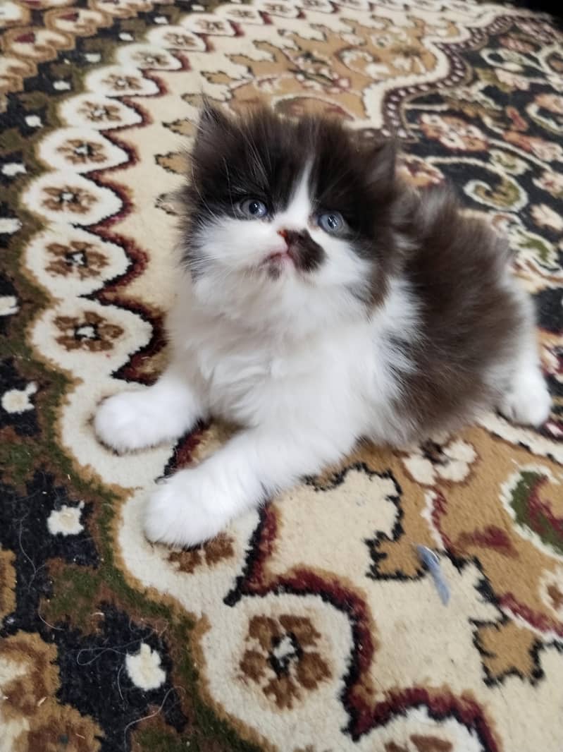 kitten 0