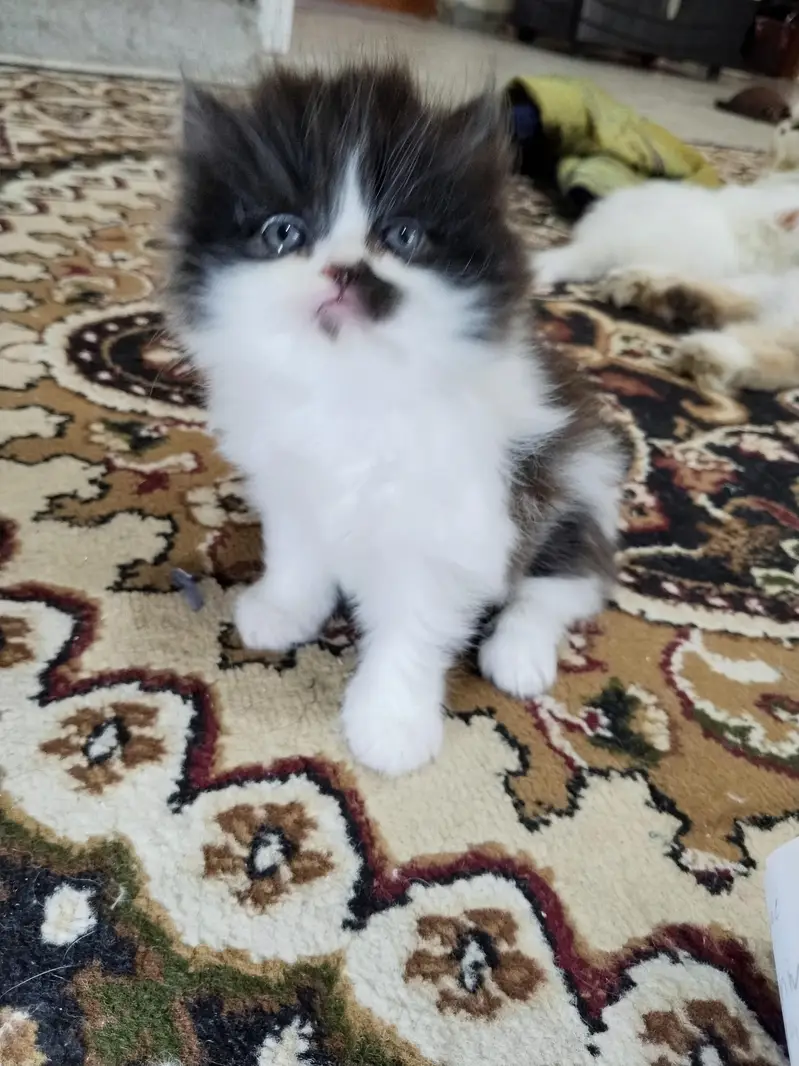 kitten — photo 2