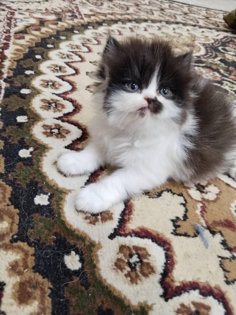 kitten 2